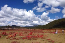 伊犁旅游去处(暑期最好的旅游去处)